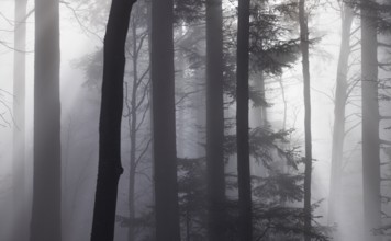 Tree trunks in morning fog with sunbeams, autumn forest, Mondseeland, Salzkammergut, Upper Austria,