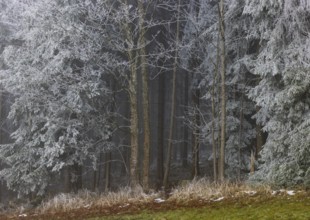 Winter forest, deciduous trees and conifers covered with hoarfrost, Mondseeland, Salzkammergut,