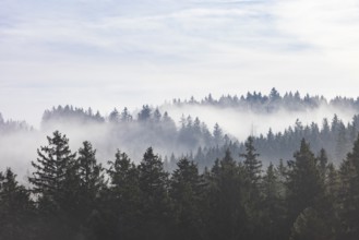 Autumn landscape, coniferous forest in morning fog, Mondseeland, Salzkammergut, Upper Austria,
