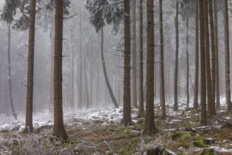 Autumn landscape, forest covered in fog with hoarfrost, Mondseeland, Salzkammergut, Upper Austria,