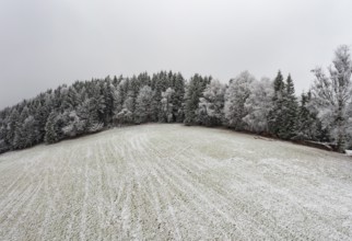 Winter landscape, forest covered with hoarfrost, Mondseeland, Salzkammergut, Upper Austria, Austria