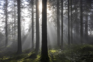 Picea abies, spruce forest in morning fog with sunrays, autumn forest, Mondseeland, Salzkammergut,