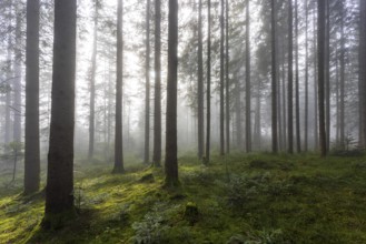 Picea abies, spruce forest in morning fog, autumn forest, Mondseeland, Salzkammergut, Upper