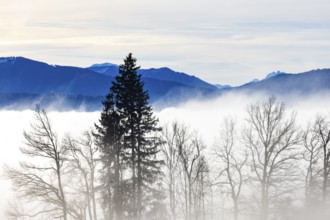 Autumn landscape, bare trees rising from the fog, inversion weather, Mondseeland, Salzkammergut,