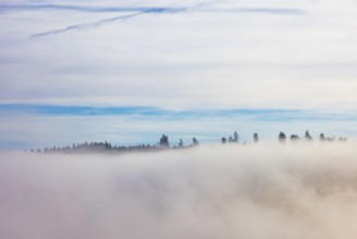 Autumn landscape, trees rising from the fog, inversion weather, Mondseeland, Salzkammergut, Upper