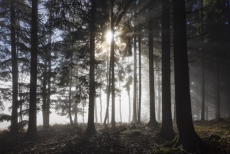 Picea abies, spruce forest in morning fog with sunrays, Mondseeland, Salzkammergut, Upper Austria,