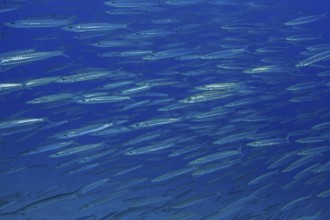 Underwater photo of school of Bigeye Barracuda (Sphyraena forsteri) Bigeye Barracuda swimming