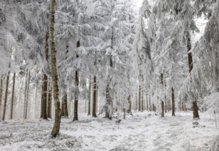 Winter landscape, forest covered with hoarfrost, Mondseeland, Salzkammergut, Upper Austria, Austria