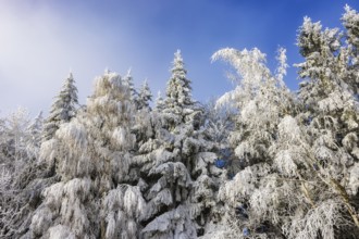 Winter landscape, winter forest with blue sky, trees covered with hoarfrost, Mondseeland,