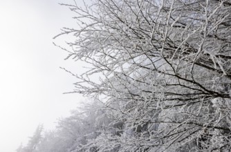 Winter forest, branches of a deciduous tree covered with hoarfrost, Mondseeland, Salzkammergut,