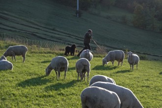 Shepherd with his dogs herding his flock of sheep (Ovis gmelini aries) in a meadow, Tauchersreuth,