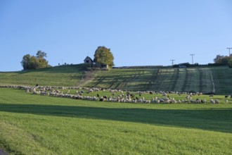 Shepherd tending his flock of sheep (Ovis gmelini aries) in a meadow, Tauchersreuth, Middle
