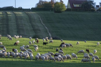 Flock of sheep (Ovis gmelini aries) grazing in a meadow, Tauchersreuth, Middle Franconia, Bavaria,