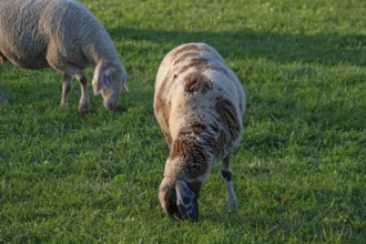 Sheep (Ovis gmelini aries) grazing in a meadow, Tauchersreuth, Middle Franconia, Bavaria, Germany