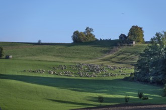 Shepherd with his sheep (Ovis gmelini aries) on the pasture, Tauchersreuth, Middle Franconia,