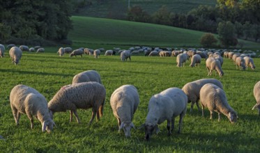 Flock of sheep (Ovis gmelini aries) grazing in a meadow in the evening light, Beerbach, Middle