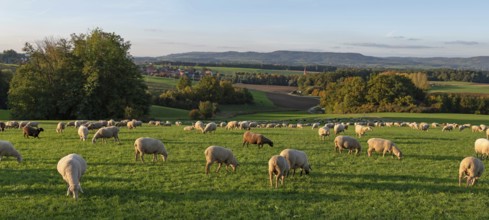 Flock of sheep (Ovis gmelini aries) grazing in a meadow in the evening light, Franconian