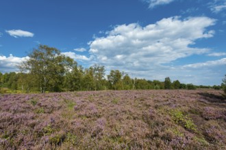 Blühende Heide im Moor, Rehdener Geestmoor, Rehden, Lower Saxony, Germany