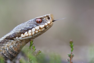Adder (Vipera berus) in the moor, Goldenstedter Moor, Goldenstedt, Lower Saxony, Germany