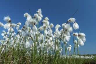 Common cottongrass (Eriophorum angustifolium) in the Goldenstdter Moor, Goldenstedt, Lower Saxony,