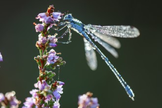 Emerald Damselfly (Lestes sponsa) on flowering heather in the Goldenstedt moor, Goldenstedt, Lower