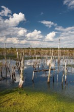 Torfmoos in the rewetted Rehdener Geestmoor, Rehdener Geestmoor, Diepholzer Moor lowlands, Rehden,