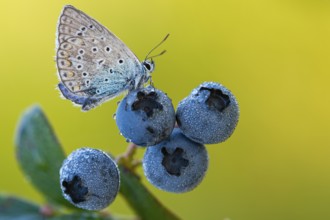 Blue hay blue (Polyommatus icarus) on a blueberry, Goldenstedter Moor, Lower Saxony, Germany