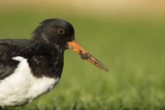 Eurasian oystercatcher (Haematopus ostralegus) adult wader bird on grassland, England, United