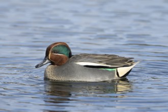 Common teal duck (Anas crecca) adult male bird on the water surface of a lake, England, United