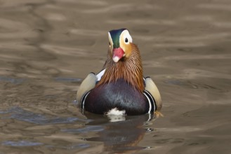 Mandarin duck (Aix galericulata) adult male bird on the water surface of a lake, England, United