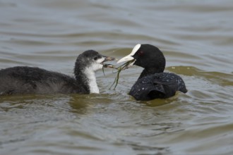 Coot (Fulica atra) adult bird feeding a juvenile baby on the water surface of a lake, England,