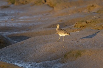 Eurasian whimbrel (Numenius phaeopus) adult wading bird on a coastal mudflat, England, United