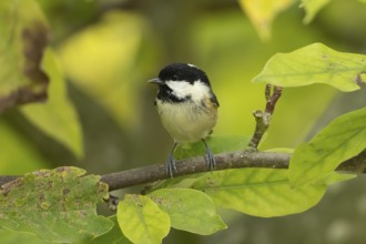 Coal tit (Periparus ater) adult garden bird on a magnolia tree with autumn colour leaves, England,
