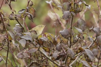 Chiffcaff (Phylloscopus collybita) adult bird on a dogwood tree with autumn colour leaves, England,