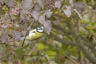 Blue tit (Cyanistes caeruleus) adult garden bird on a dogwood tree with autumn colour leaves,