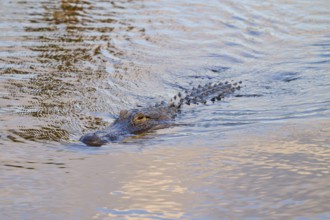 An alligator swimming just below the water surface and approaching, American Alligator (Alligator