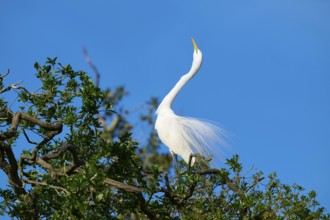 A white heron sits elegantly on a tree against a blue sky, Great Egret (Egretta alba), spring, St.
