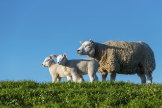 Sheep on the Hunte dyke, Lamm, Elsfleth, Lower Saxony, Germany