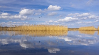 Reeds on the banks of Dümmer, Lake Dümmer, Hüde, Lower Saxony, Germany