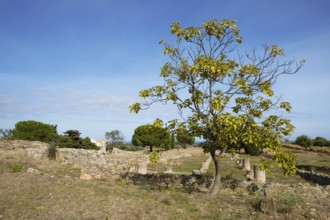 Aleria Roman Archaeological Site, Haute-Corse Department, Corsica, Mediterranean Sea, France