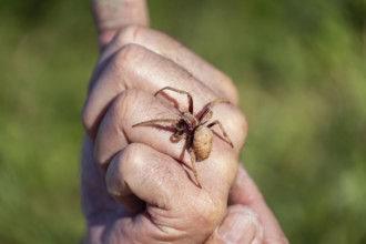 Daytime macro view of a huntsman spider resting on a man hand at an outdoor location, Australia