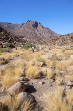 Hiking to White Lady, Dry Mountain Landscape, Tsisab Gorge, Brandberg, Erongo, Namibia