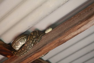 Snake relaxing under a corrugated roof in a local carpark. Resting carpet python, Byron Bay, New