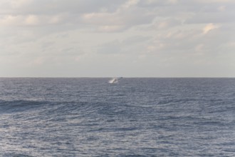 Migration view with whale jumping in the distant ocean. Humpback whale breaching, Cape Byron, New