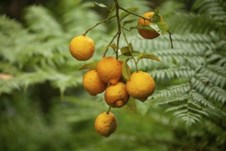 Bush lemons (Citrus jambhiri) hanging on a tree branch with lush green ferns in background. Ripe
