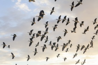 Large group of Australian white ibises (Threskiornis molucca) soaring across the blue sky. Flying