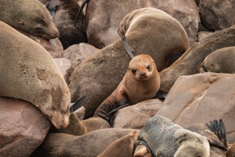 Seal colony, fur seal, Cape fur seal (Arctocephalus pusillus), Cape Cross, Atlantic coast, Namibia