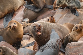 Male fur seals fighting for territory, Cape fur seal (Arctocephalus pusillus), Cape Cross, Atlantic
