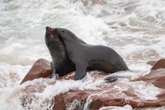 Seal colony, fur seal sleeping, Cape fur seal (Arctocephalus pusillus), Cape Cross, Atlantic coast,