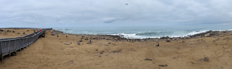 Panorama, seal colony by the sea, fur seal, Cape fur seal (Arctocephalus pusillus), Cape Cross,